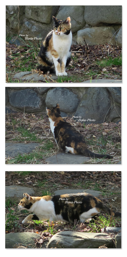 猫 ねこ ネコ ストーリー