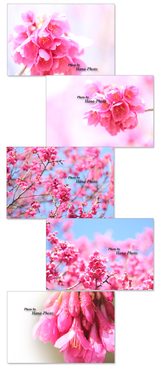 緋寒桜 ヒカンザクラ ひかんざくら 桜 さくら サクラ 花 満開 春 ベル型 赤 ピンク 寒緋桜 かんひざくら カンヒザクラ アップ