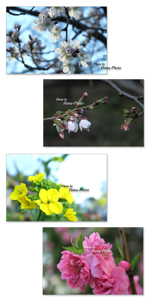 桜 ソメイヨシノ 開花 染井吉野 さくら サクラ 菜の花 桃 ハナモモ 花桃 ピンク 花 春