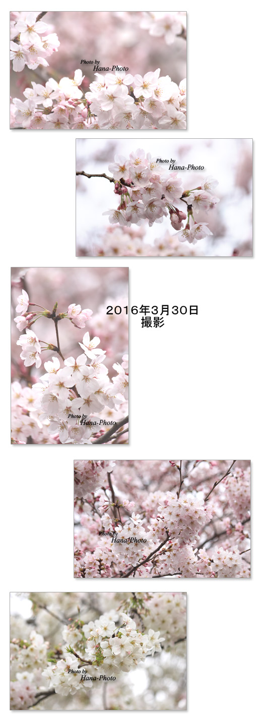桜 さくら サクラ 染井吉野 そめいよしの ソメイヨシノ オオシマザクラ 大島桜 満開 八分咲き きれい 春 花