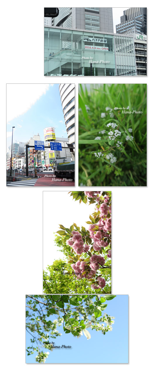 新宿 新宿バスタ 八重桜 カエデ 若葉 新緑 ピンク グリーン 青空 緑 ハナミズキ キュウリソウ