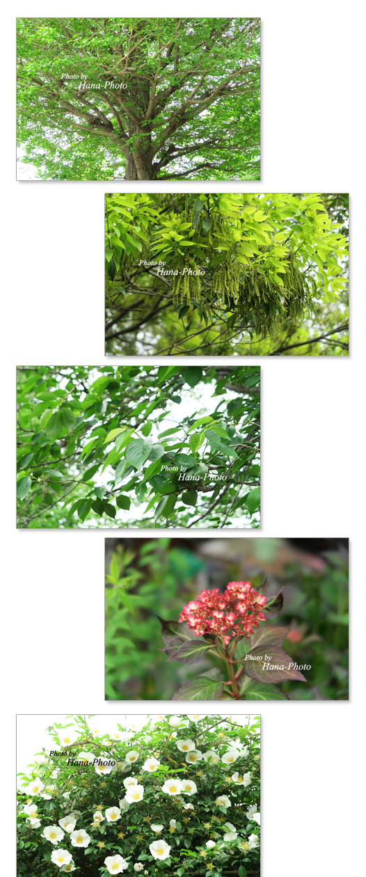 新緑 桜 葉桜 緑 銀杏 どんぐり 花 紫陽花 あじさい アジサイ バラ 赤 緑 グリーン 初夏 爽やか