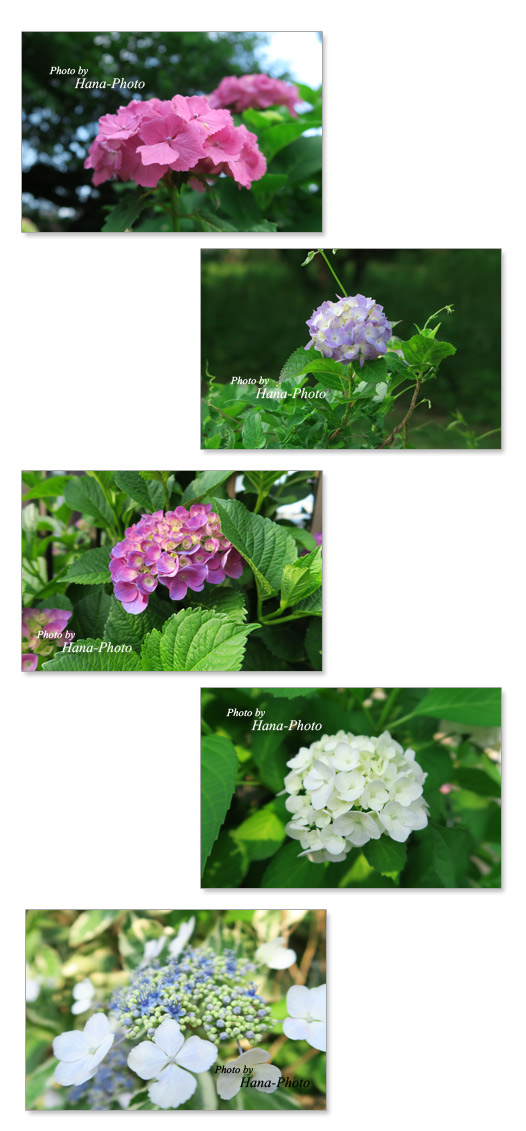 紫陽花 あじさい アジサイ 梅雨 花 きれい 6月 花びら