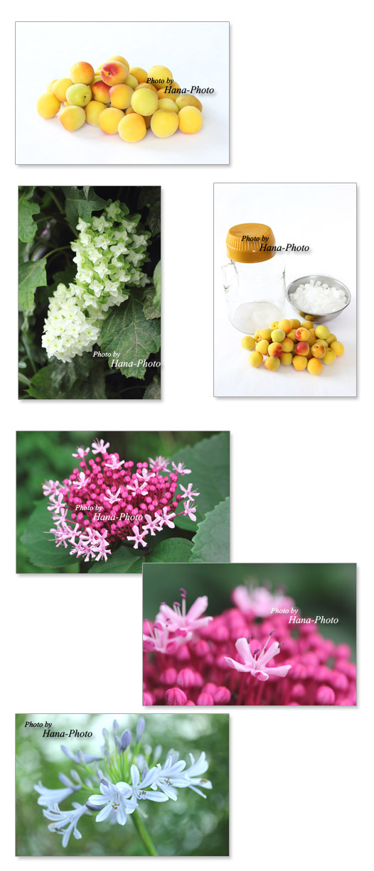 梅 完熟梅 梅ジュース 花 ボタンクサギ アガパンサス カシワバアジサイ 柏葉紫陽花 梅雨 6月 ピンク 白 ブルー ショッキングピンク きれい アップ