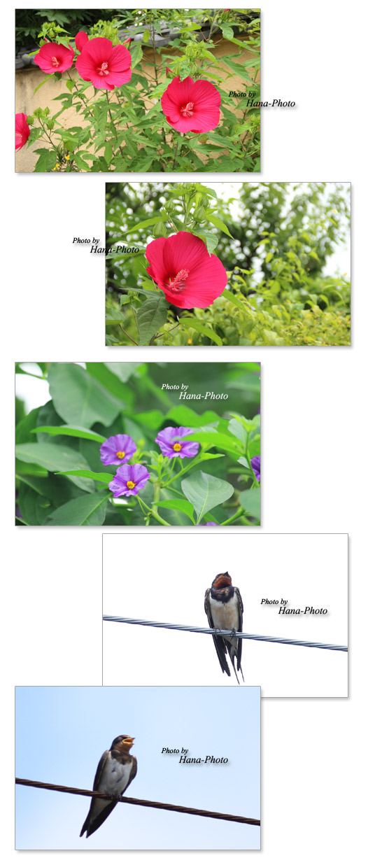 アカバナフヨウ 赤花芙蓉 ツバメ 燕 つばめ ソラナム・ラントネッティ 花 夏 夏の花 きれい