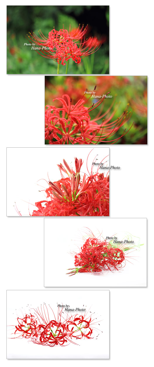 曼珠沙華 ひがんばな 彼岸花 ヒガンバナ 赤 花 秋 ブーケ アップ 鮮やか きれい