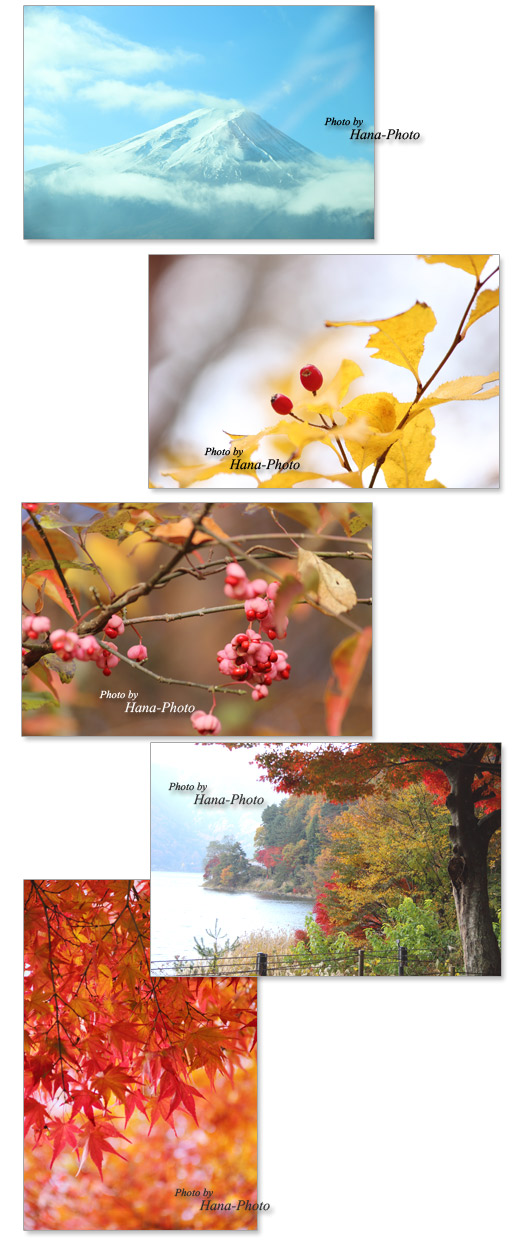 富士山 モミジ 紅葉 実 赤い実 秋 紅葉狩り