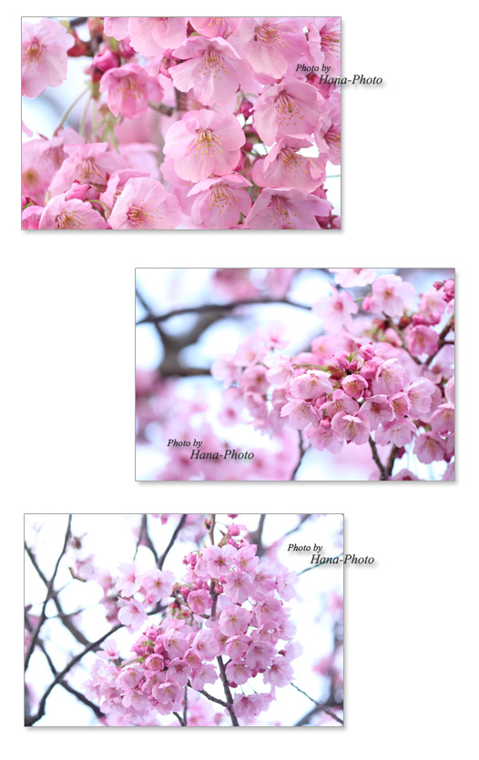 桜 さくら サクラ