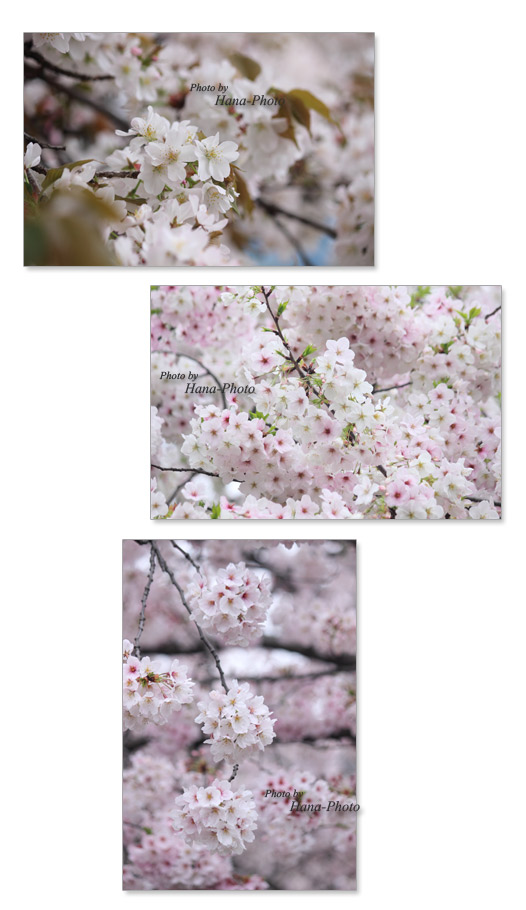 曇り 桜 ソメイヨシノ そめいよしの 染井吉野 さくら サクラ 山桜 やまざくら ヤマザクラ 大島桜 オオシマザクラ春