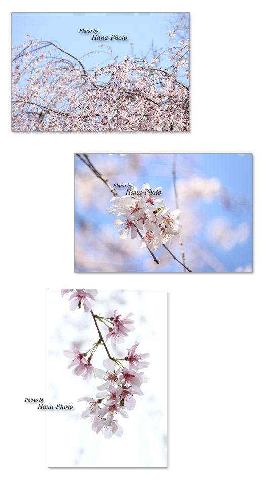 晴 青空 晴れ 桜 さくら サクラ 染井吉野 ソメイヨシノ そめいよしの 春