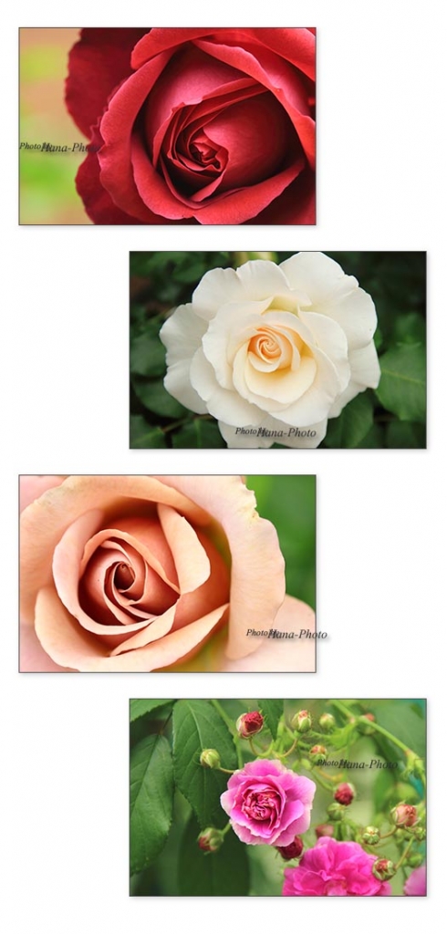 バラ アップ ばら 薔薇 ピンク 赤 ベージュ きれい 初夏