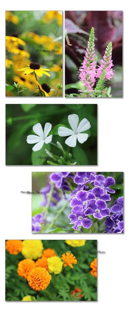 ルドベキア ルリマツリ デュランタ 花 夏 花壇の花