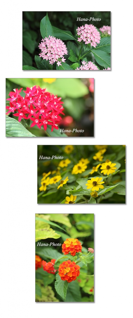 花 ランタナ 七変化 メランポジウム ペンタス 庭の花