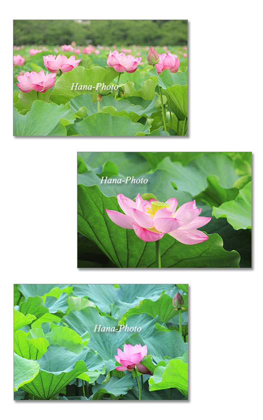 蓮 はす ハス 花 夏 ピンク 美しい きれい