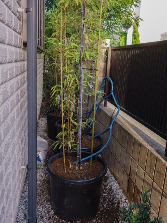 黒竹 鉢植え 根
