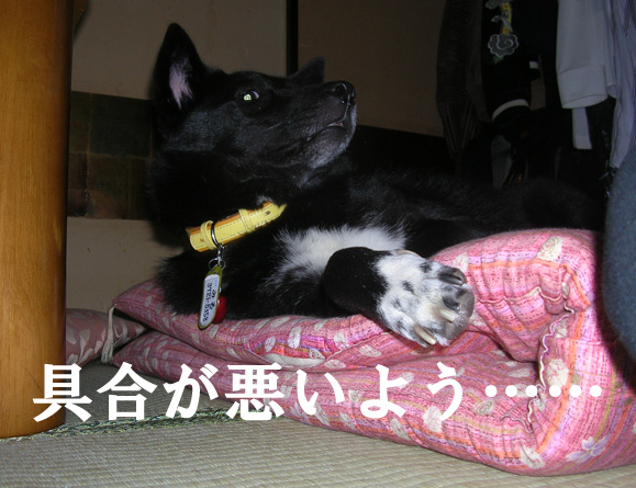 2011-11-06 みる