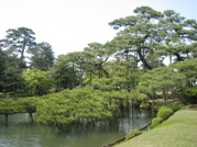 唐崎松