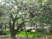 菊桜