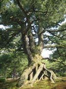 根上松