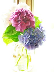 <Stripe×Flower×Animal>展