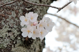 京都嵐山の桜