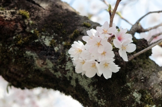 京都嵐山の桜