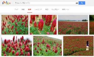 クリムソンクローバー