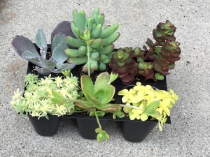多肉植物