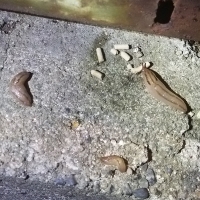 ナメトックス