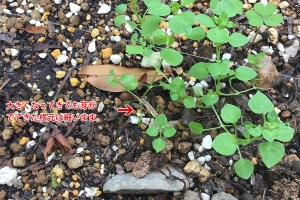 ハコベ