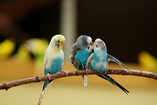 インコ