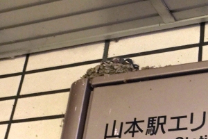 つばめの巣