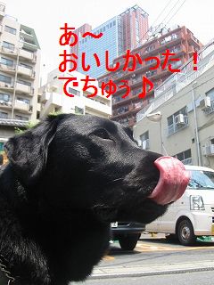 今度は、あなたの街を探検するかもしれまちぇんよぉ♪