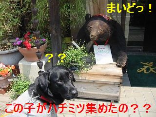 おばさんは、熊さんでちゅかっ!?