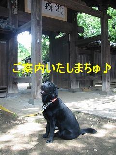 等々力不動尊でっす