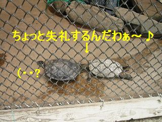 これは食べれないね。。。