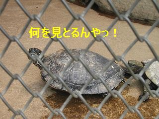 にらまれると、ちょっと怖いです