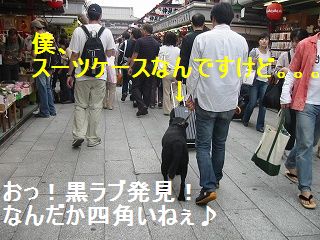 踏まれないように〜