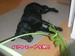 もうご飯あげないからねっ!