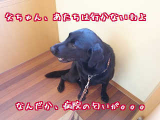 ヤダ!さわんないで!