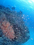 サンゴと魚群