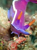 ウミウシ