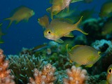 魚群