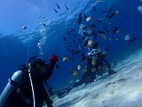 青い海とダイバー