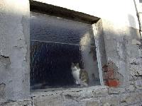 2008Eubigheimkatze