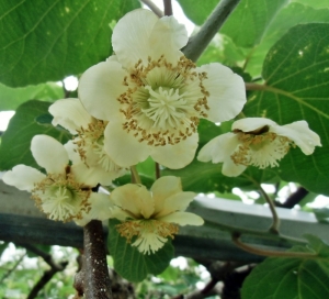 キウイの花
