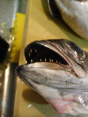 獰猛そうな魚
