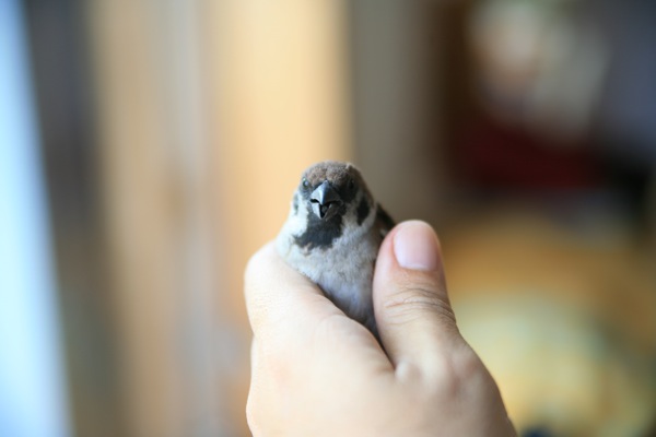 すずめ