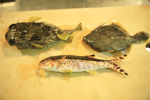 ハリセンボン 他