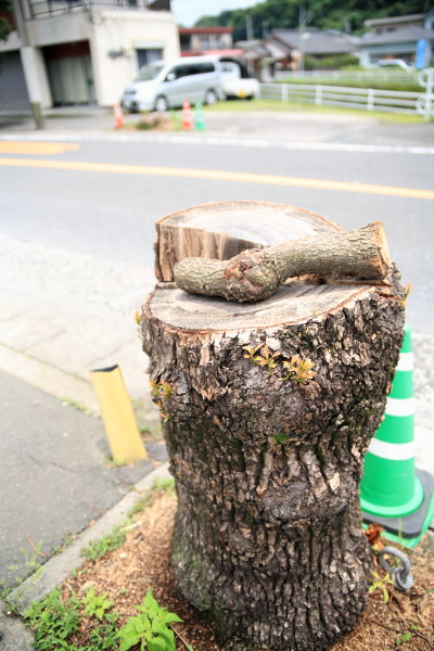 切られた楠
